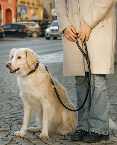 für Hunde